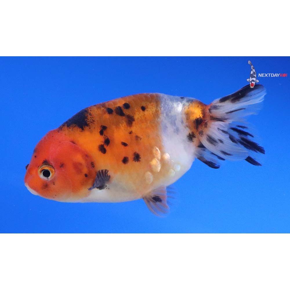 3.5” Imported Calico Ranchu