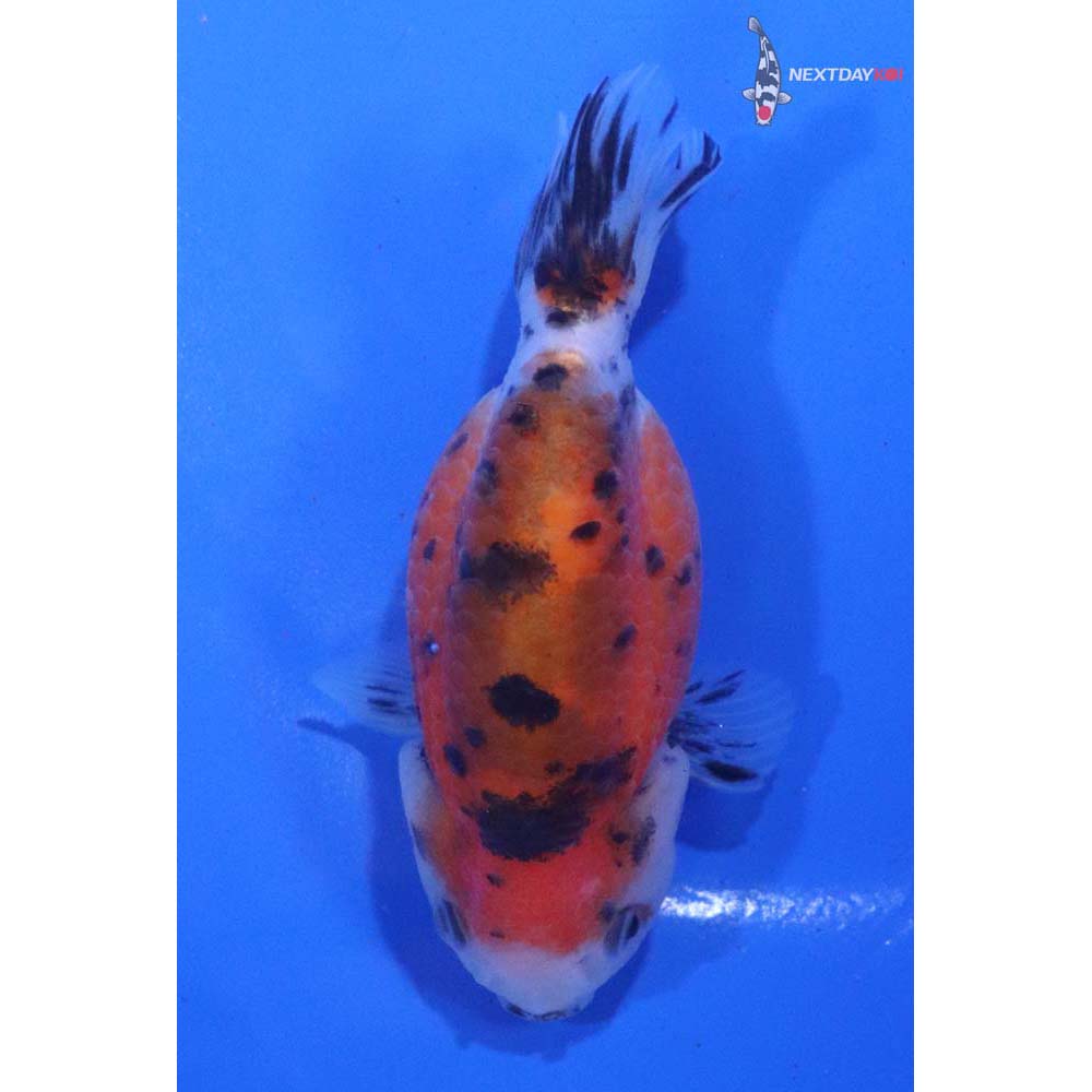 3.5” Imported Calico Ranchu