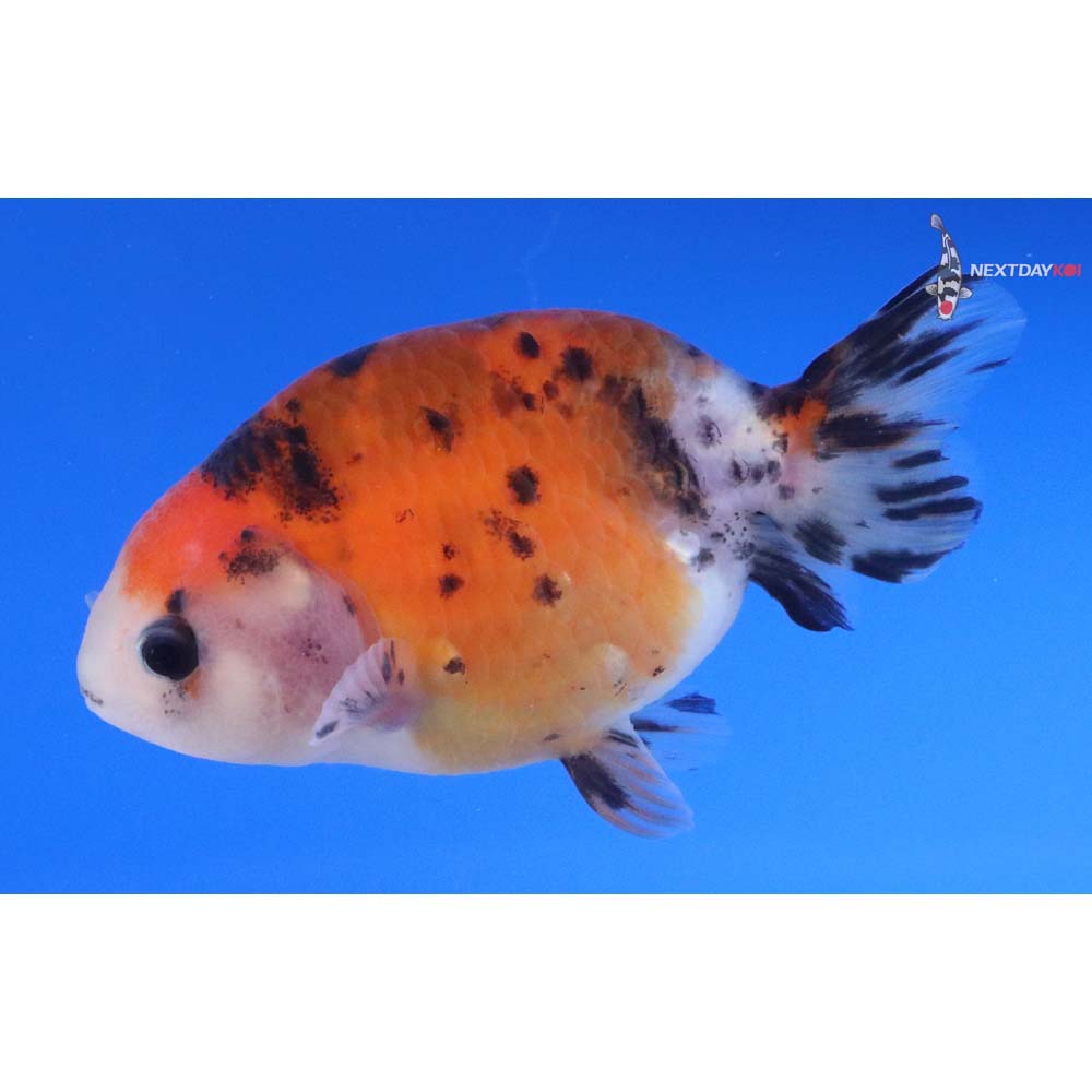 3.5” Imported Calico Ranchu