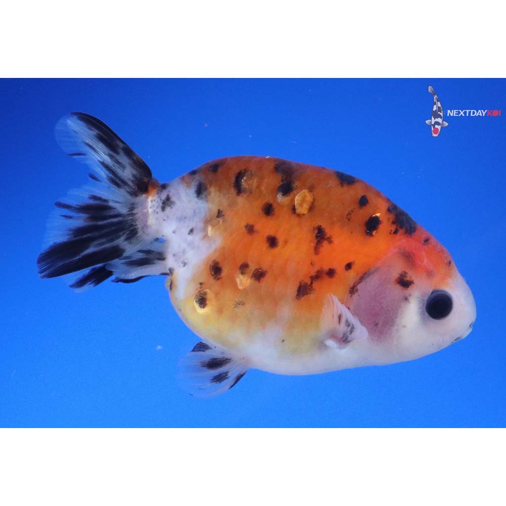 3.5” Imported Calico Ranchu