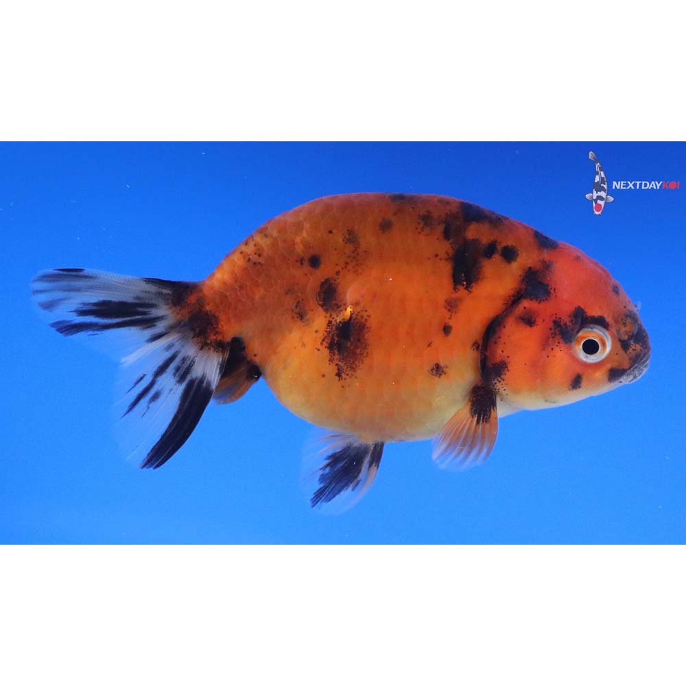 3.5” Imported Calico Ranchu