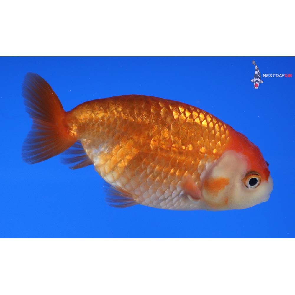 3.5” Imported Red and White Ranchu 
