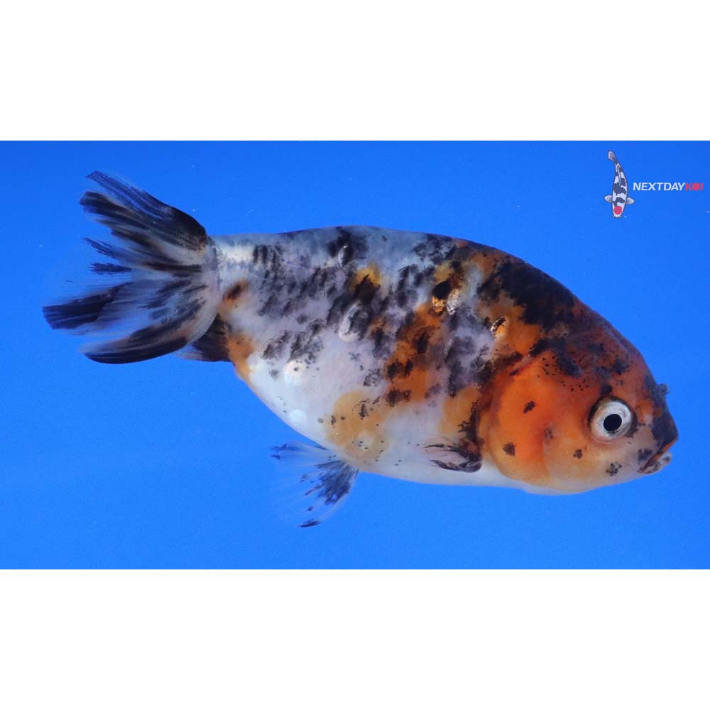 3.5” Imported Calico Ranchu