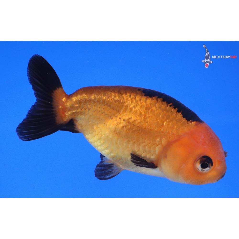 3.5” Imported Red and Black Ranchu