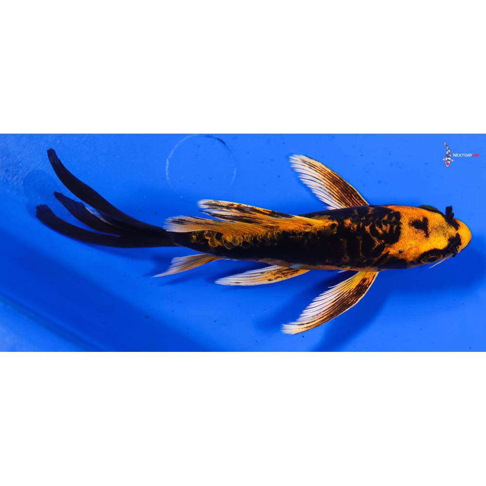 6” Imported Doitsu Orenji Matsuba Butterfly Koi