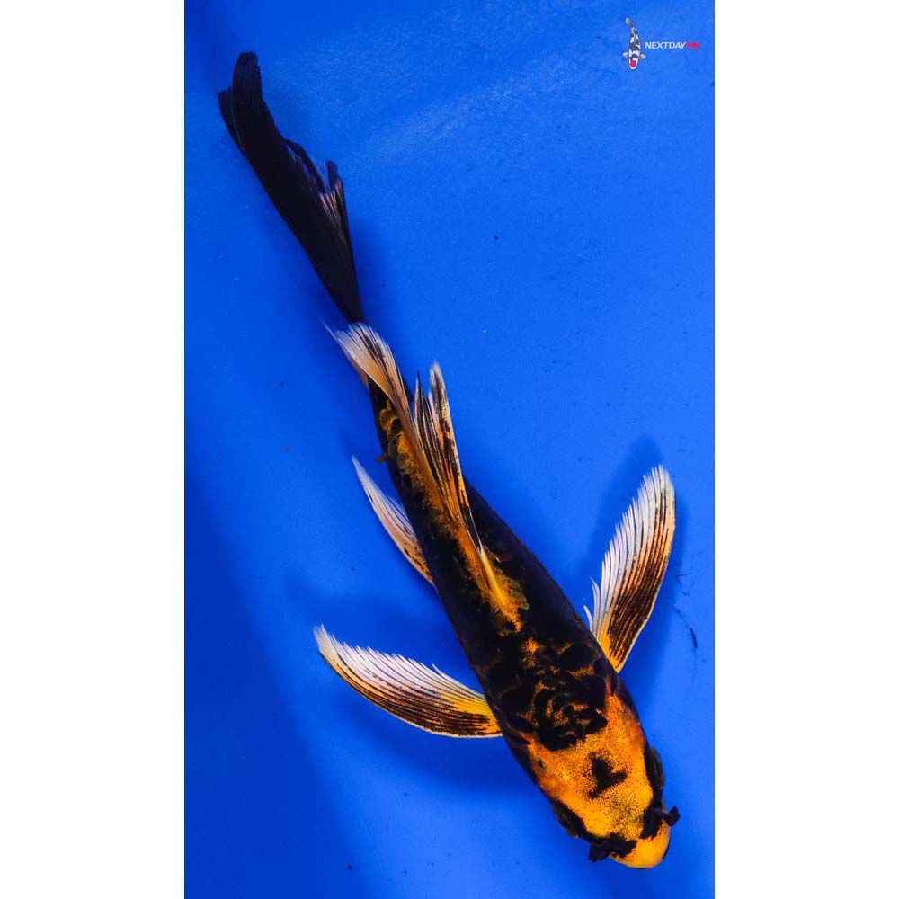 6” Imported Doitsu Orenji Matsuba Butterfly Koi