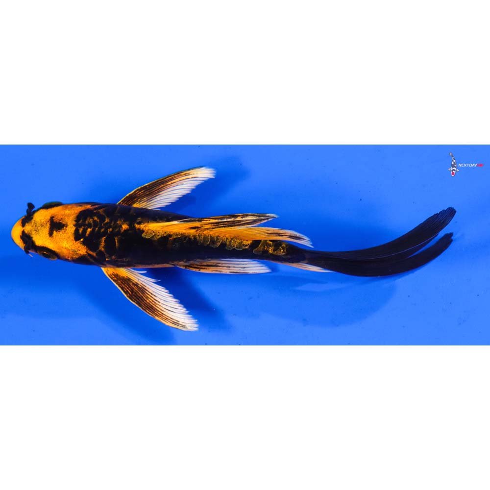 6” Imported Doitsu Orenji Matsuba Butterfly Koi