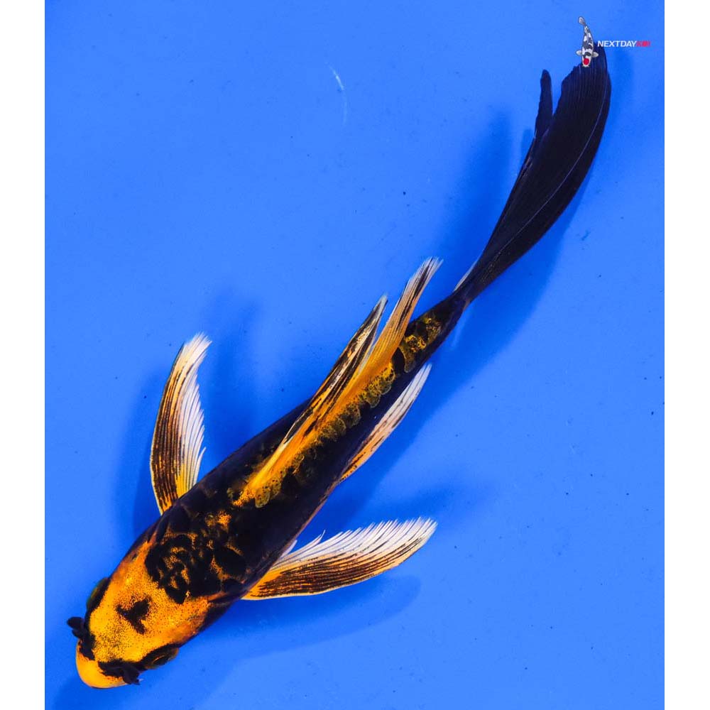 6” Imported Doitsu Orenji Matsuba Butterfly Koi
