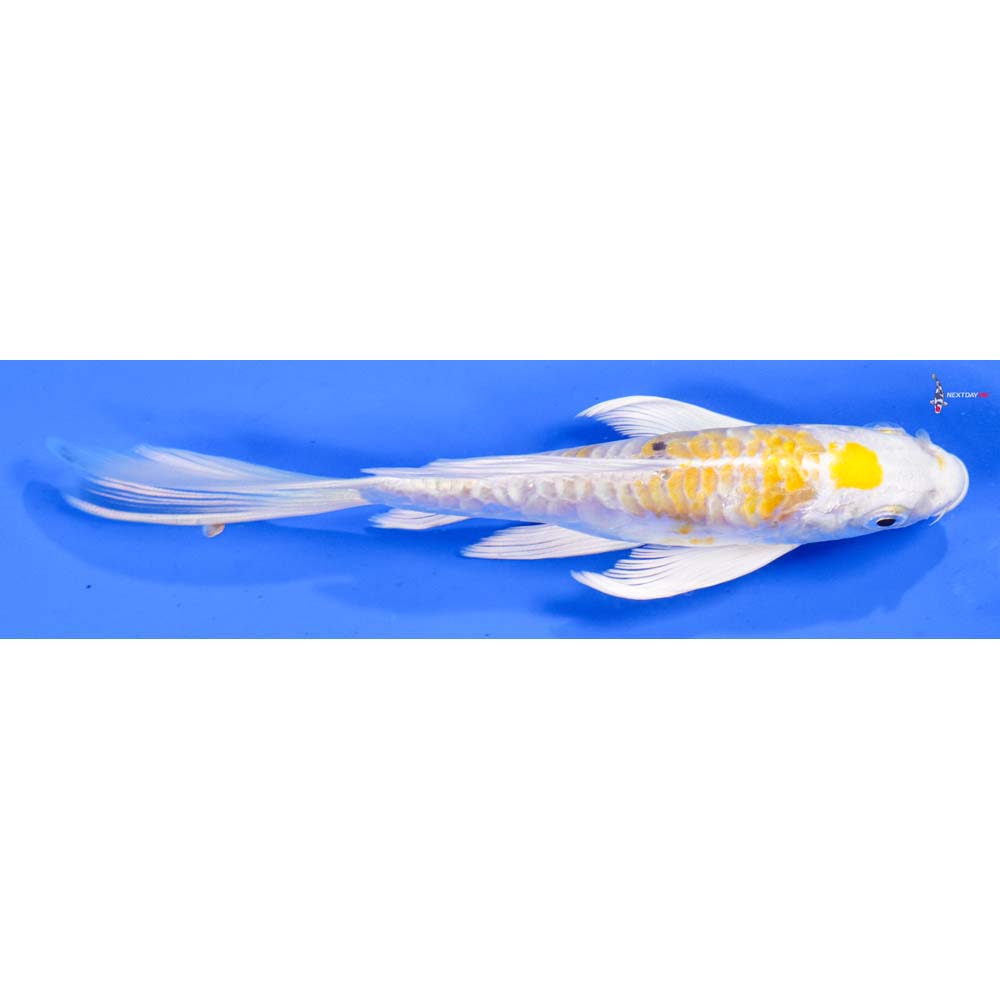 6” Imported Doitsu Lemon Hariwake Butterfly Koi