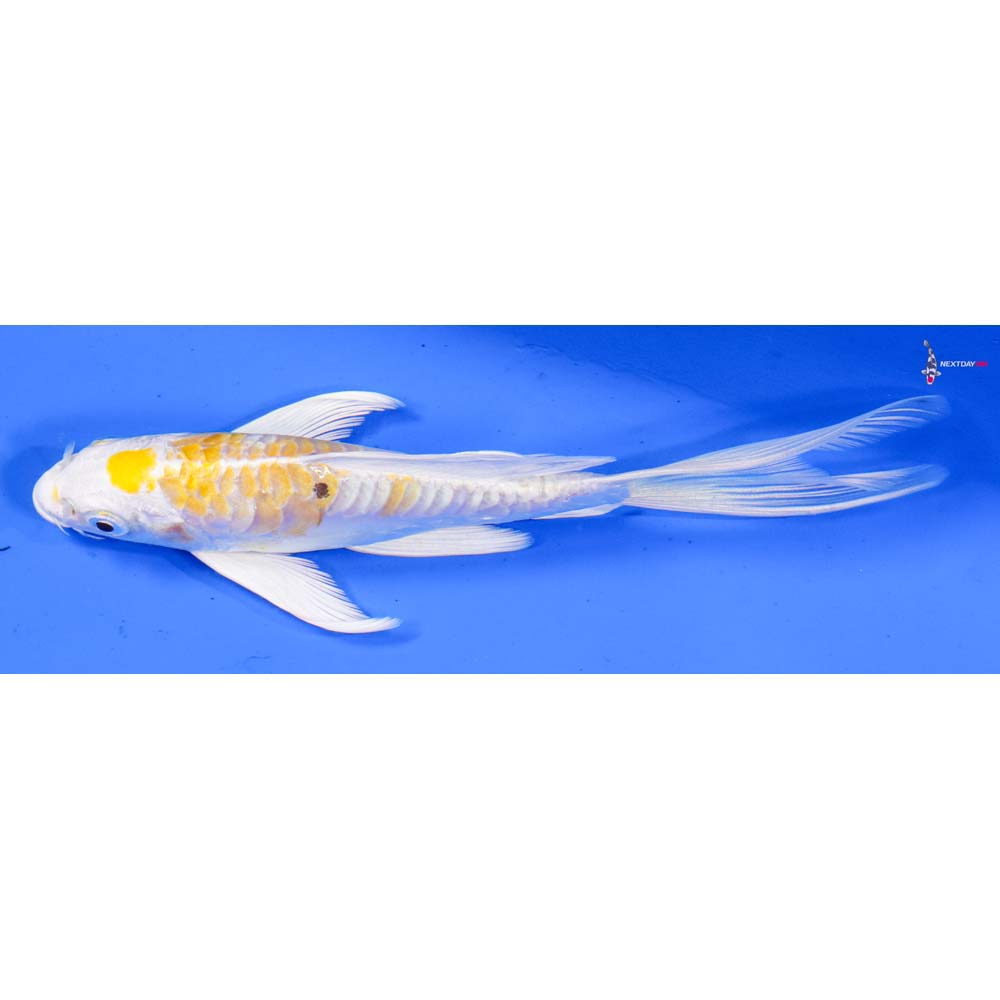 6” Imported Doitsu Lemon Hariwake Butterfly Koi