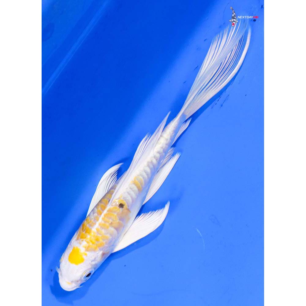 6” Imported Doitsu Lemon Hariwake Butterfly Koi