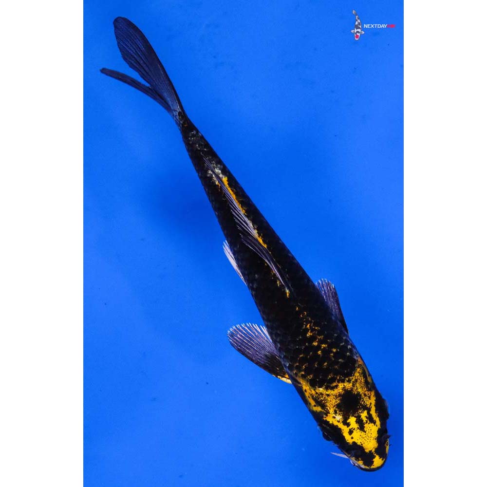 5” Imported Ki Matsuba