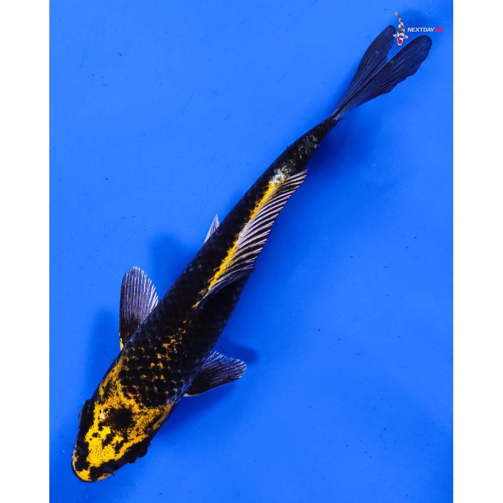 5” Imported Ki Matsuba