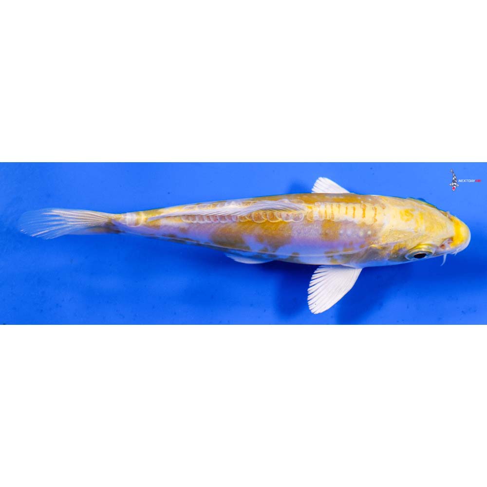 5” Imported Doitsu Lemon Hariwake