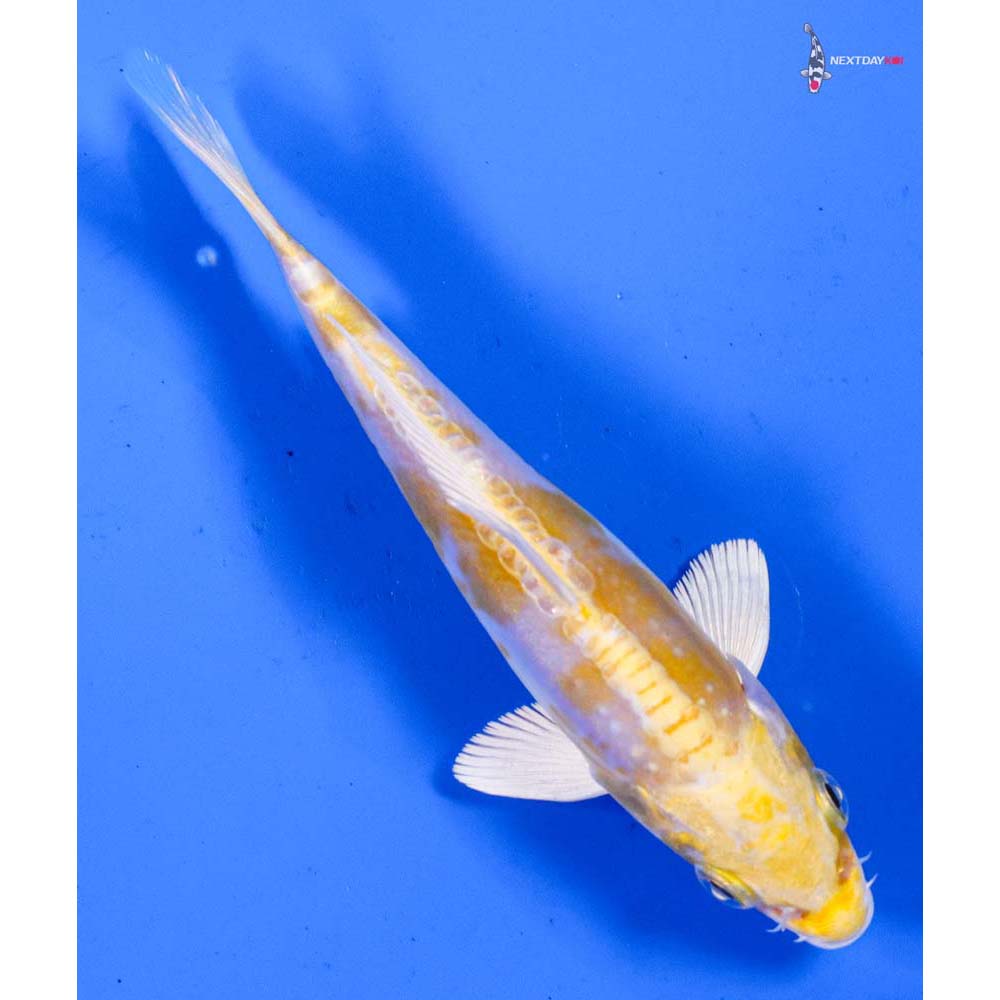 5” Imported Doitsu Lemon Hariwake