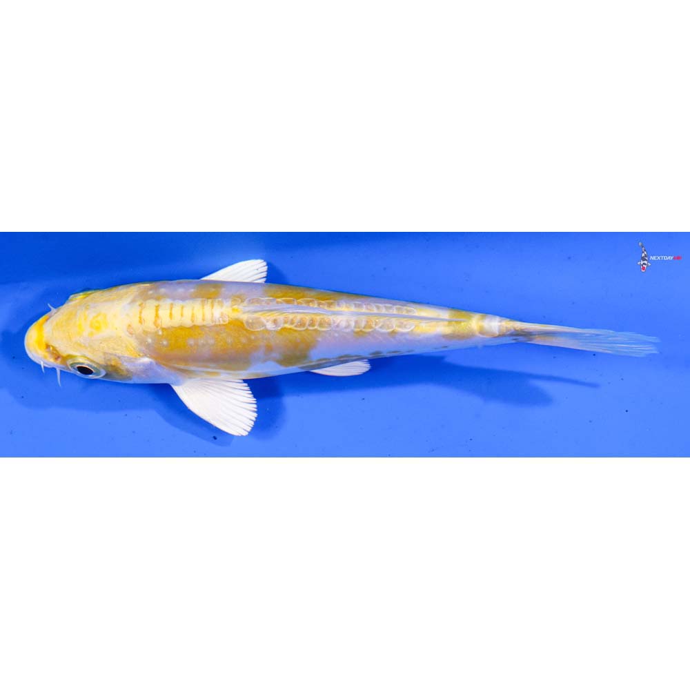 5” Imported Doitsu Lemon Hariwake