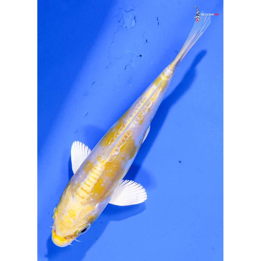 5” Imported Doitsu Lemon Hariwake