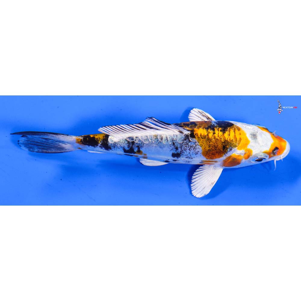 5” Imported Heisei Nishiki