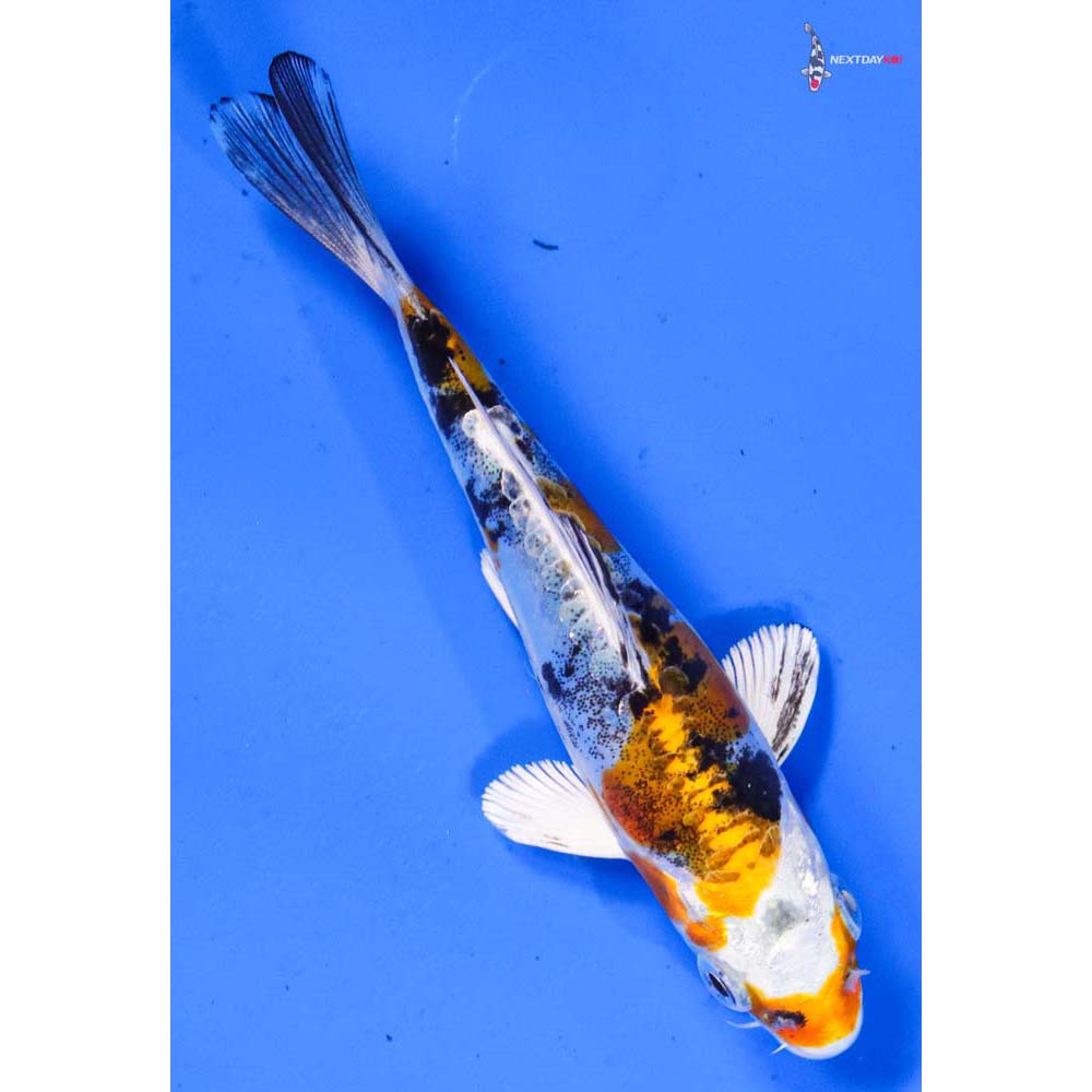 5” Imported Heisei Nishiki