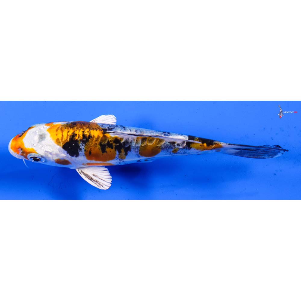 5” Imported Heisei Nishiki