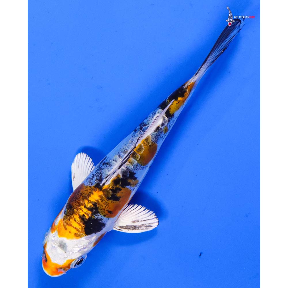 5” Imported Heisei Nishiki