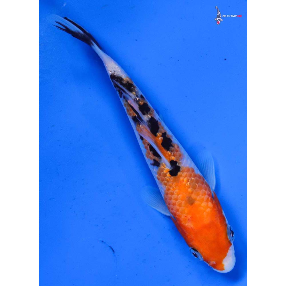 5.5” Imported Sanke