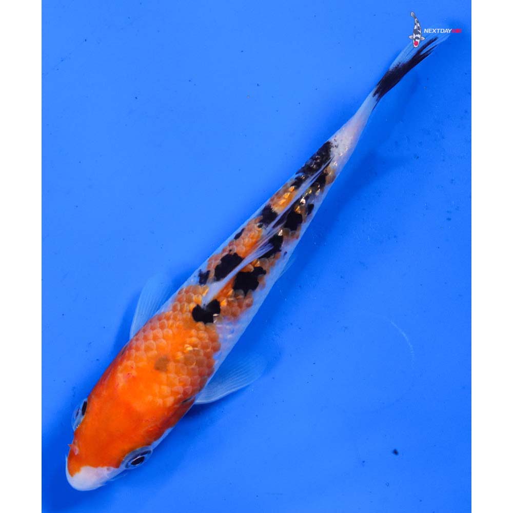 5.5” Imported Sanke