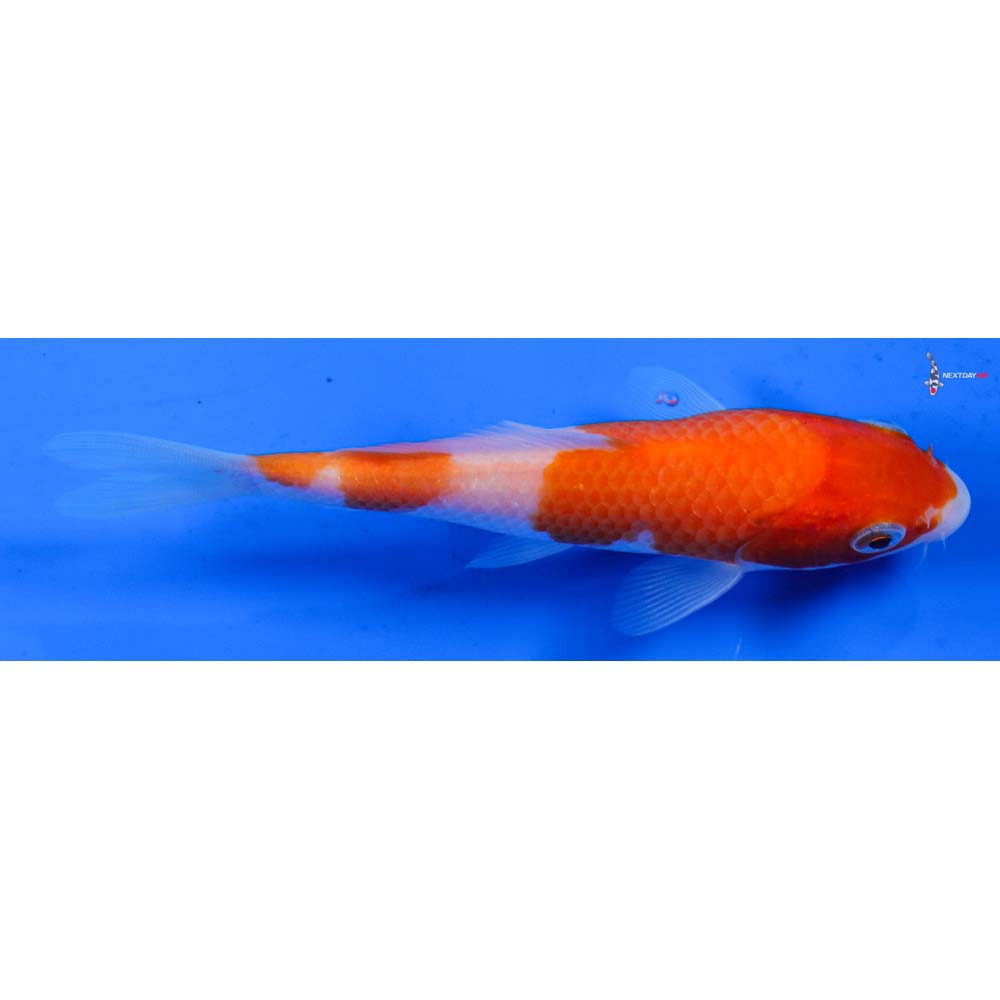 5.5” Imported Kohaku