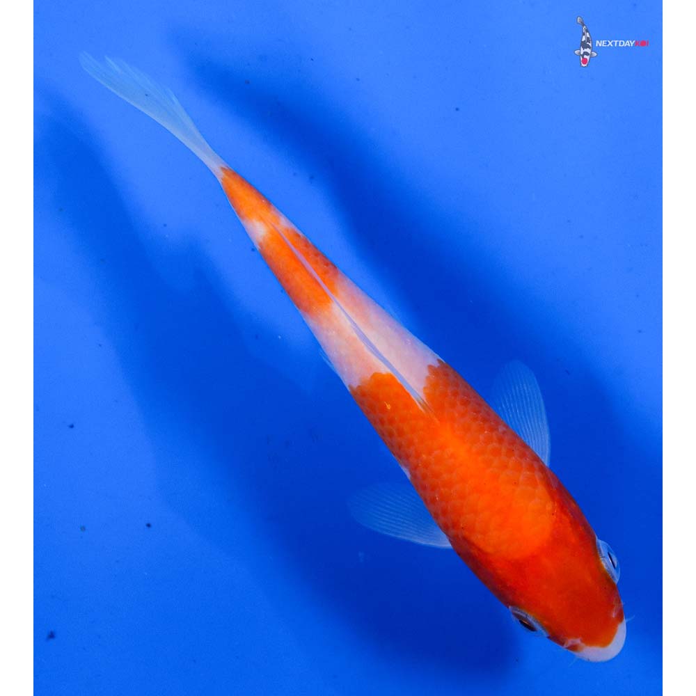 5.5” Imported Kohaku