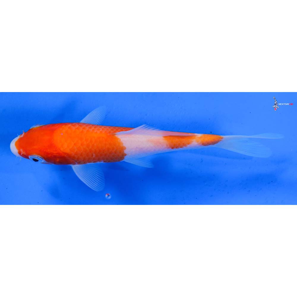 5.5” Imported Kohaku