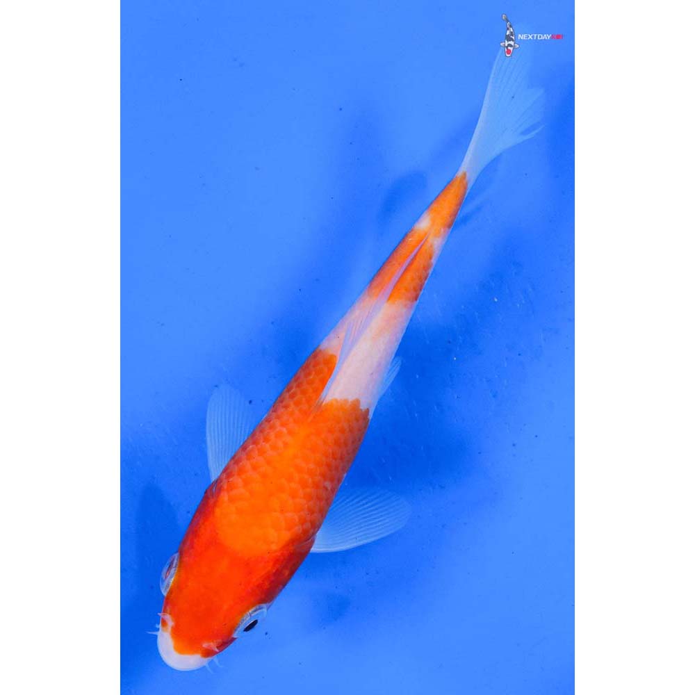 5.5” Imported Kohaku