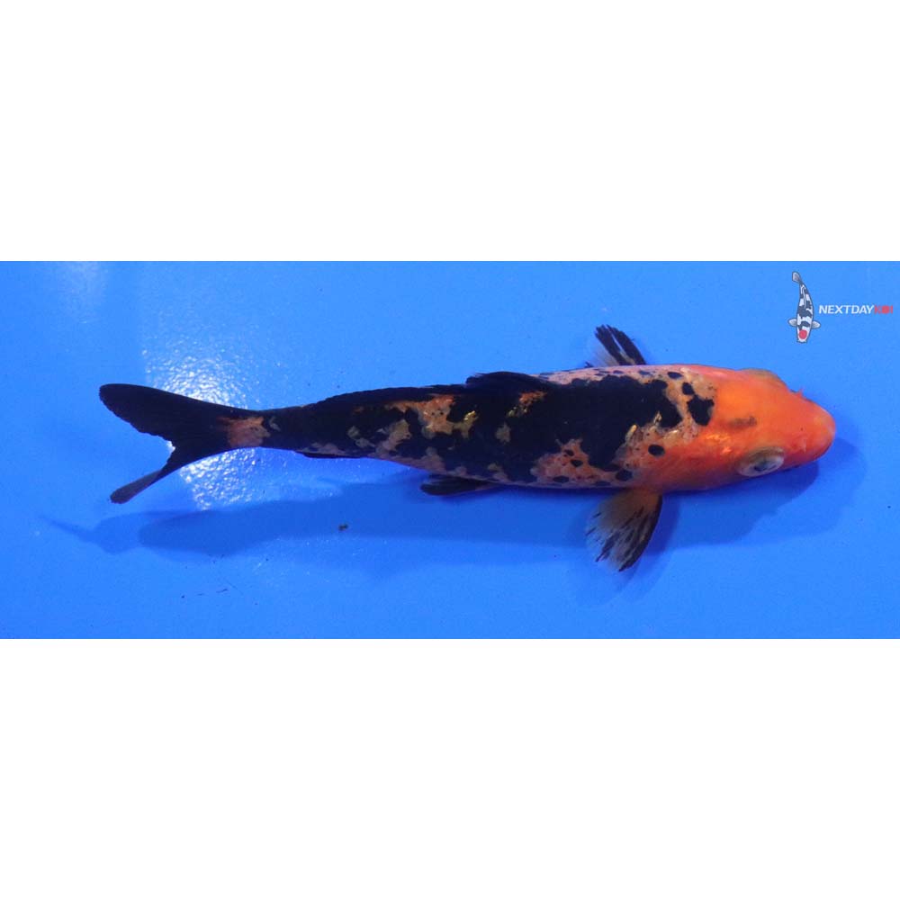 4” Imported Aka Bekko