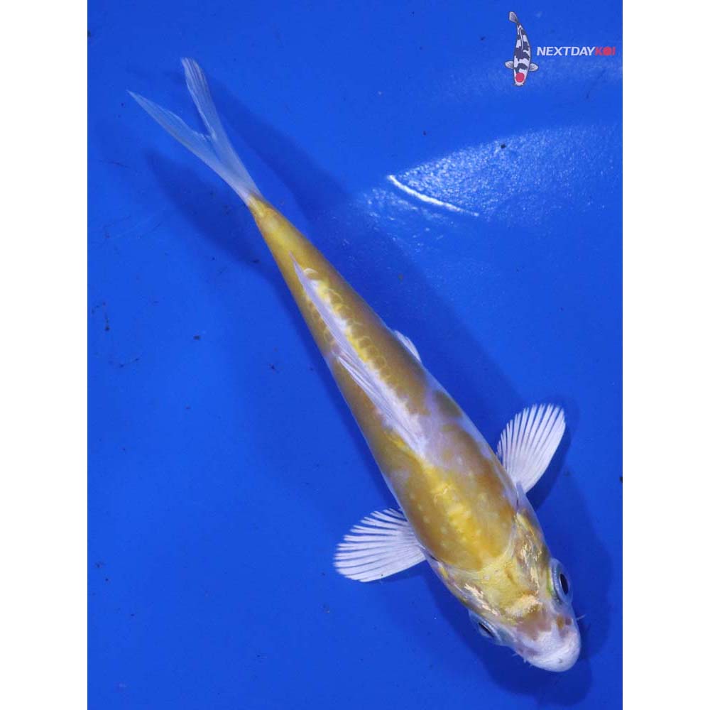 4” Imported Doitsu Lemon Hariwake