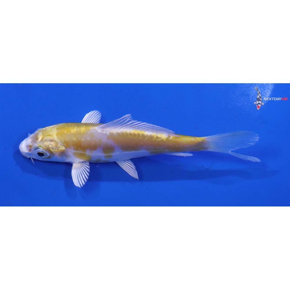 4” Imported Doitsu Lemon Hariwake