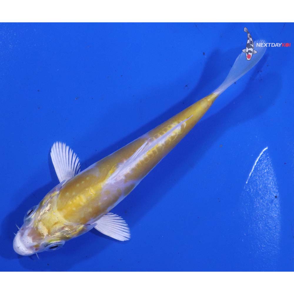 4” Imported Doitsu Lemon Hariwake