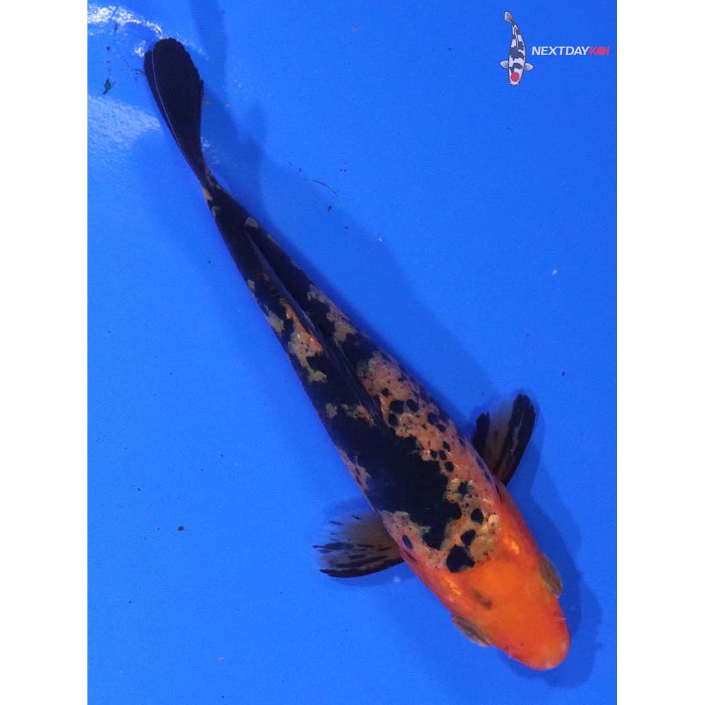 4” Imported Aka Bekko