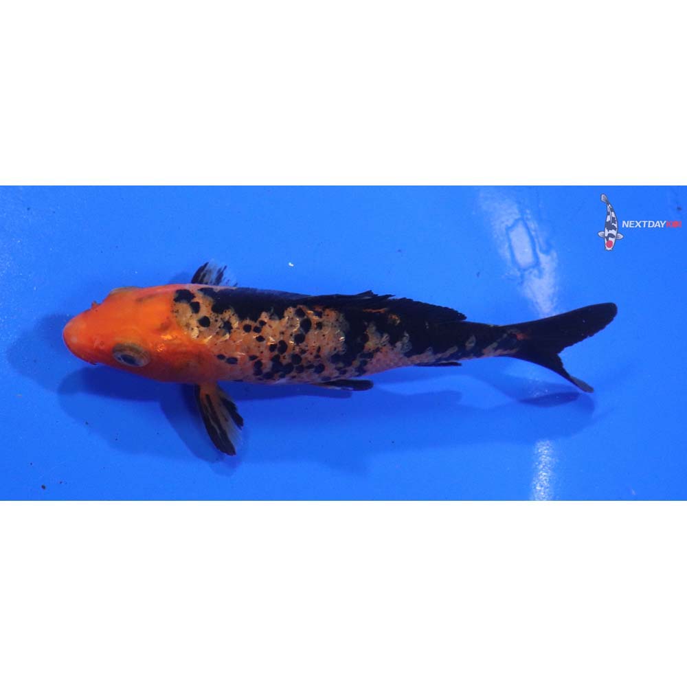 4” Imported Aka Bekko