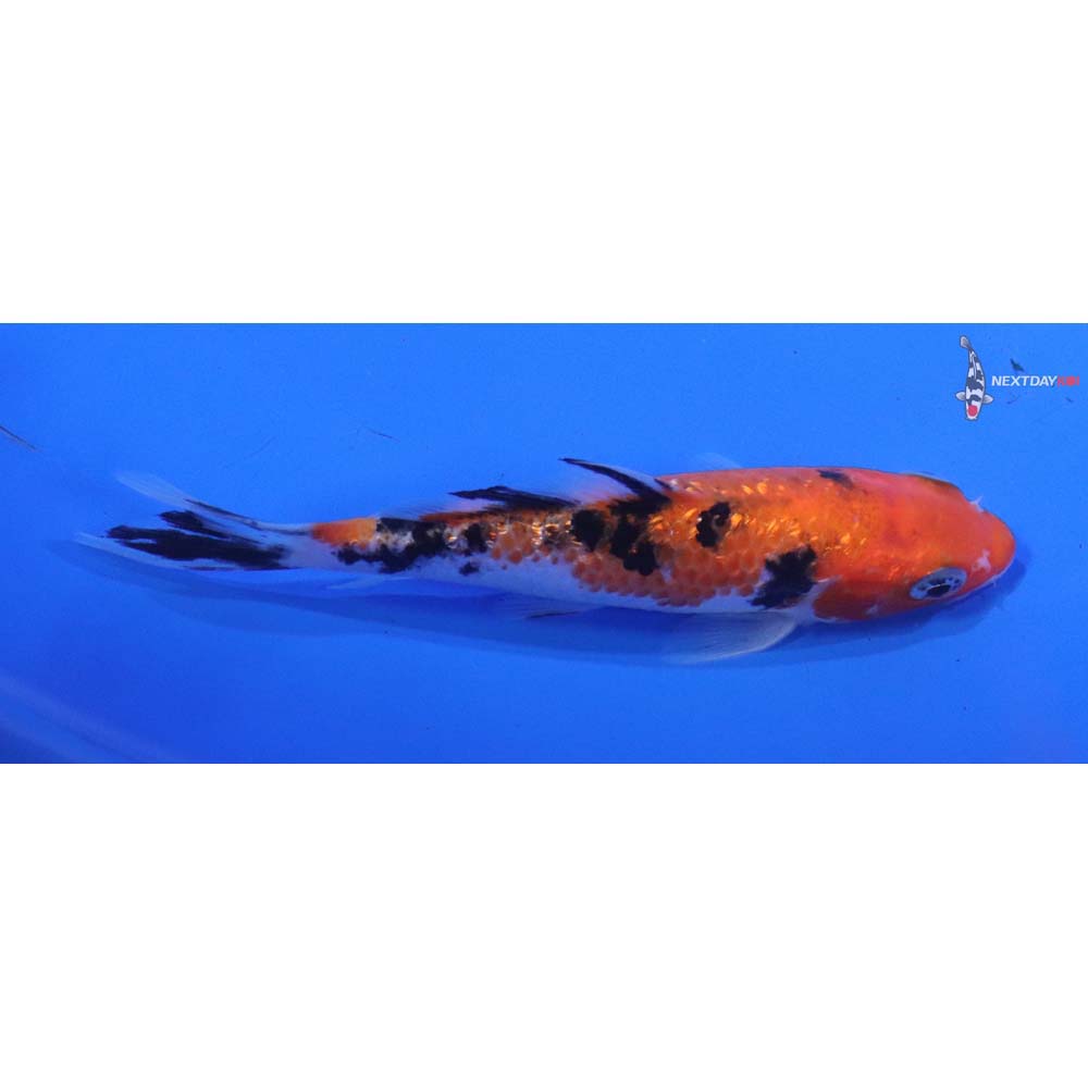 4.5” Imported Sanke