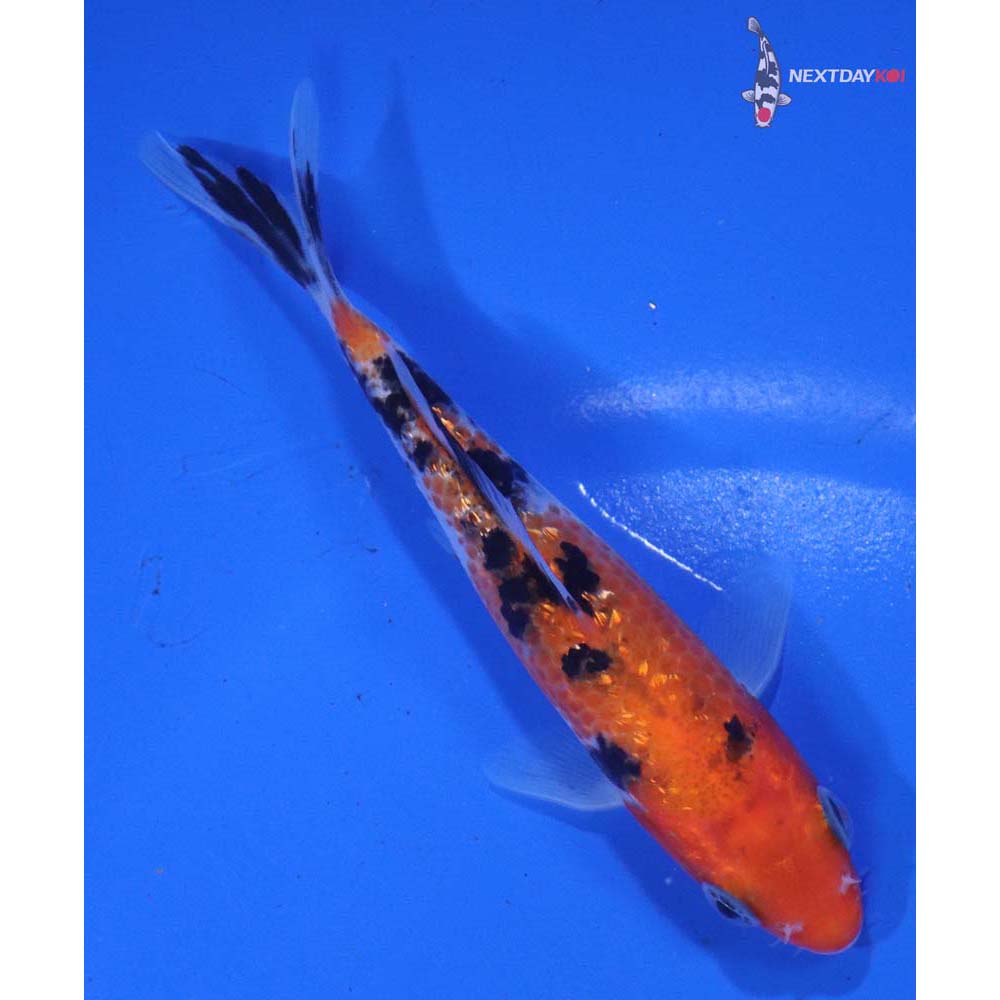 4.5” Imported Sanke