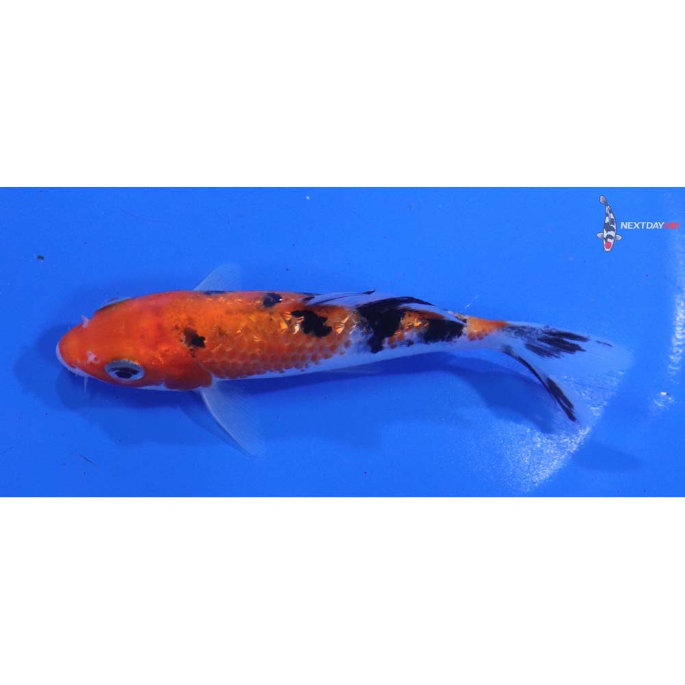 4.5” Imported Sanke