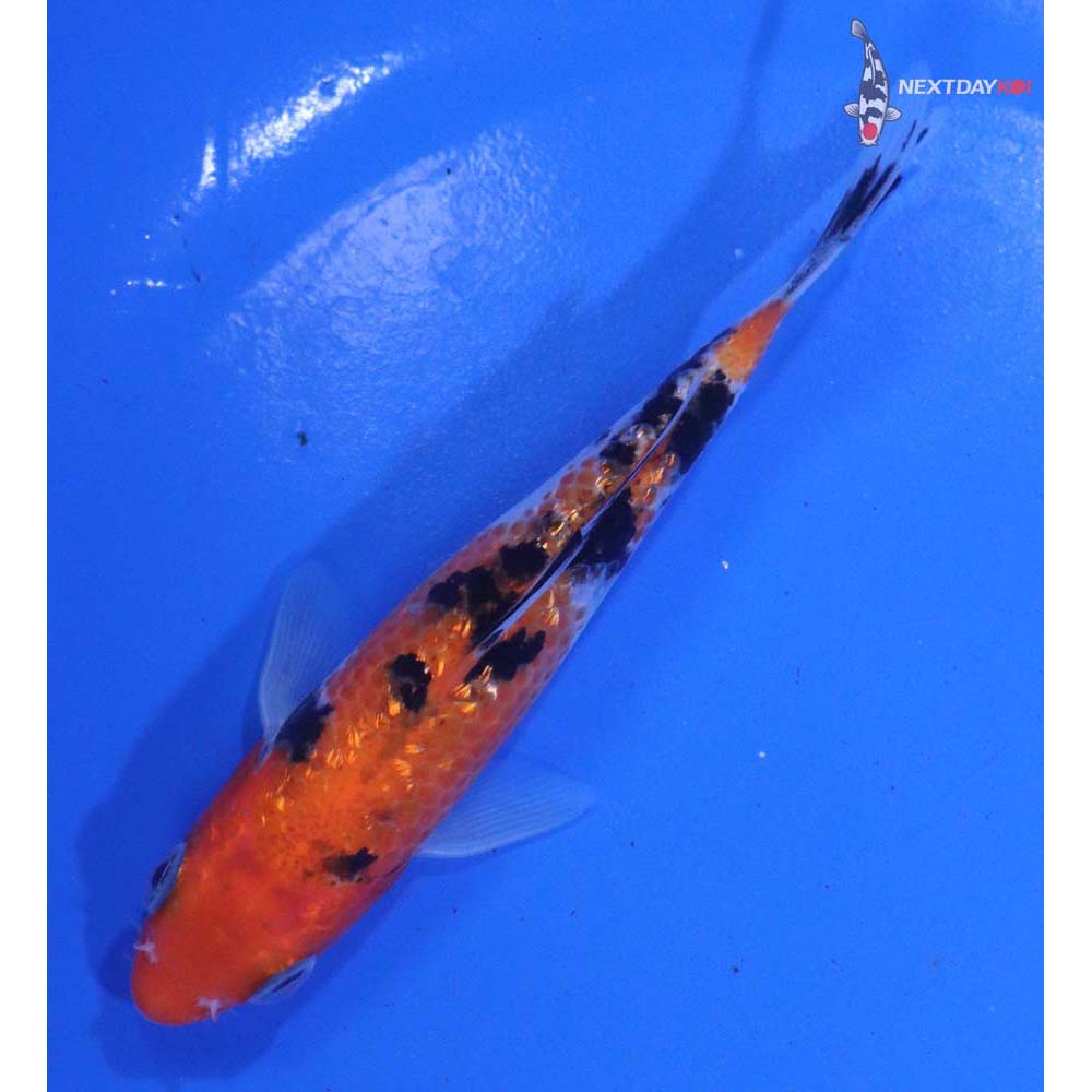 4.5” Imported Sanke