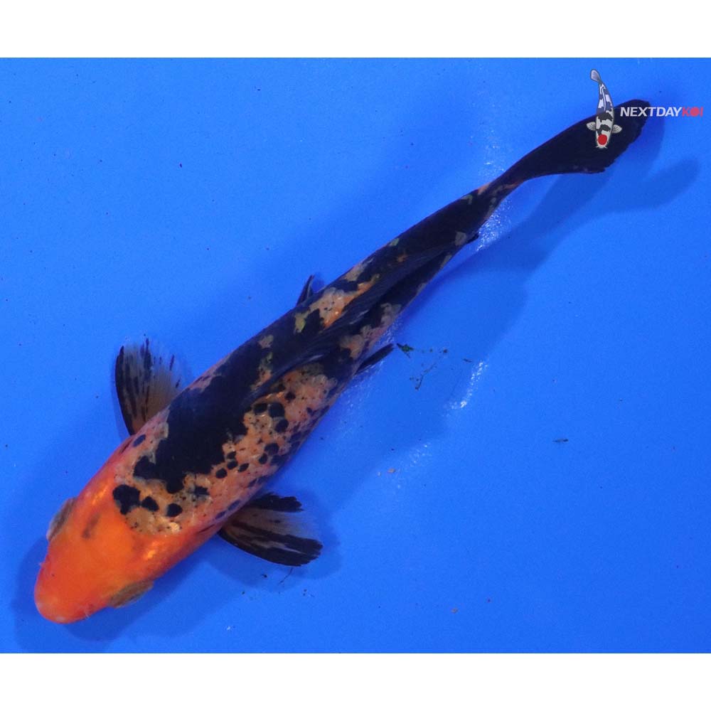 4” Imported Aka Bekko