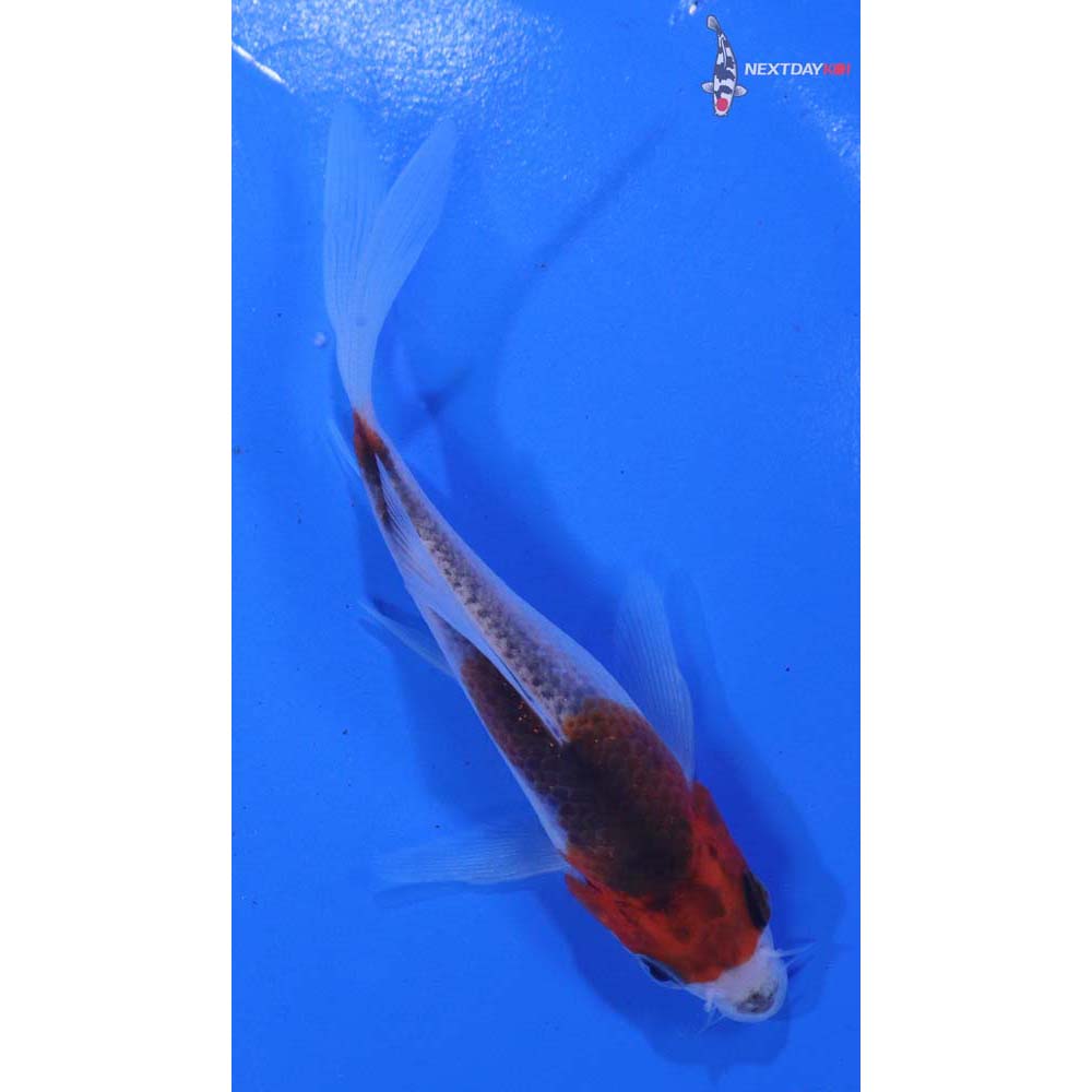 4” Imported Goshiki Butterfly Koi