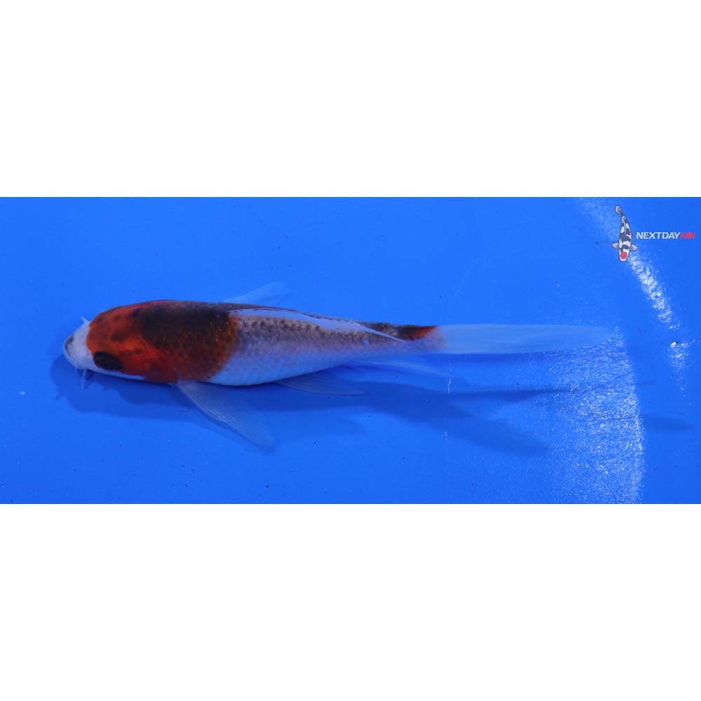 4” Imported Goshiki Butterfly Koi