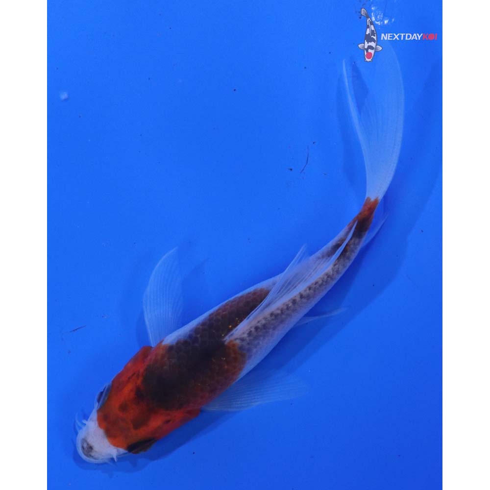 4” Imported Goshiki Butterfly Koi
