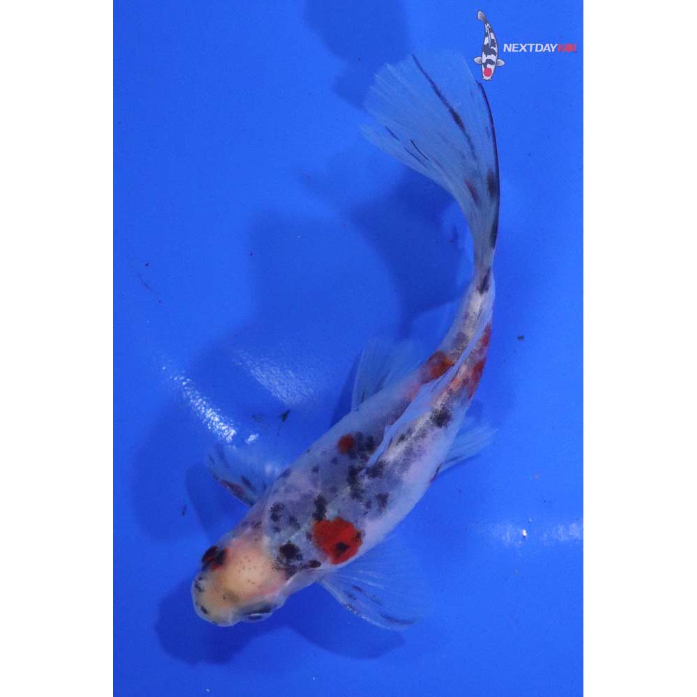 4.5” Imported Male Bristol Shubunkin