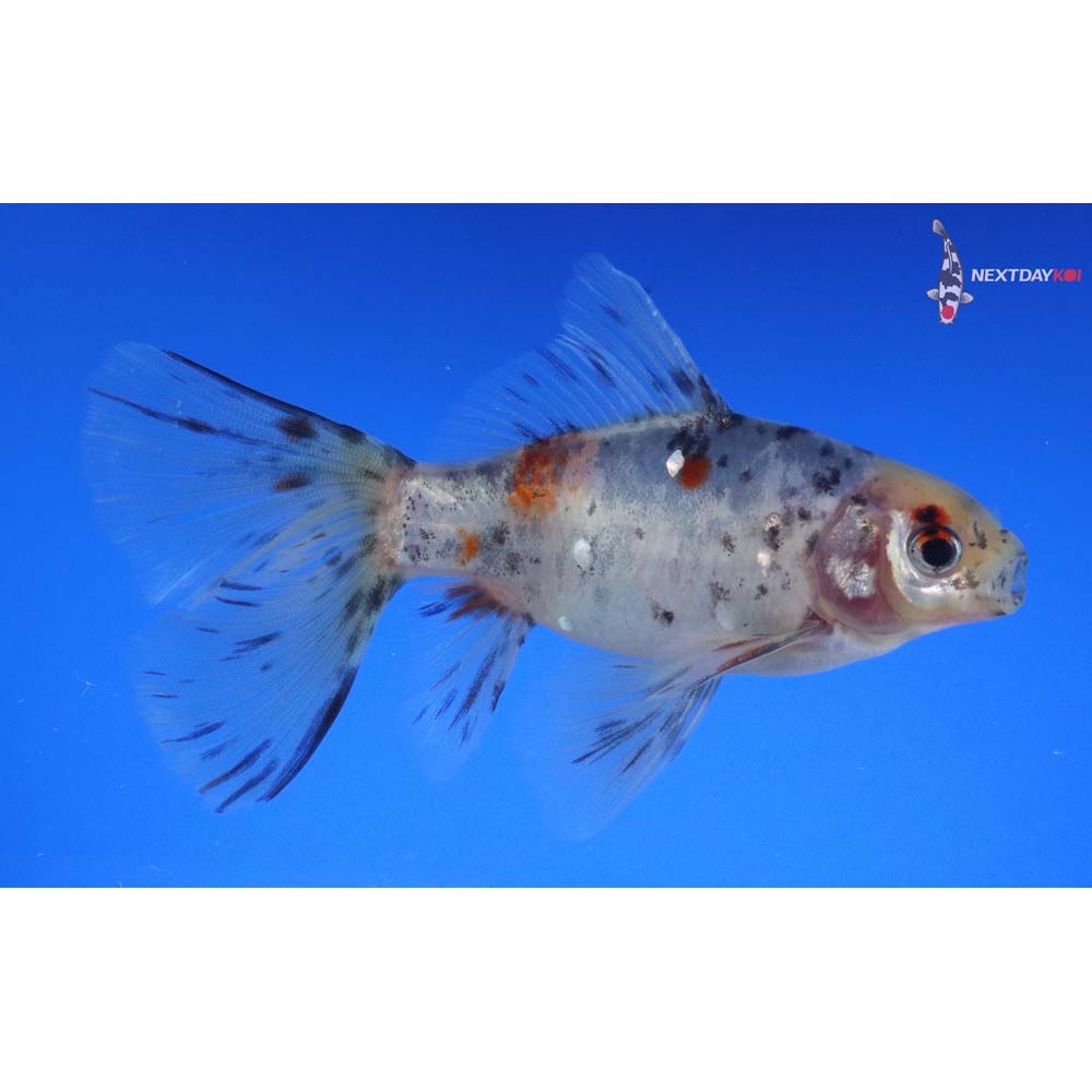 4.5” Imported Male Bristol Shubunkin