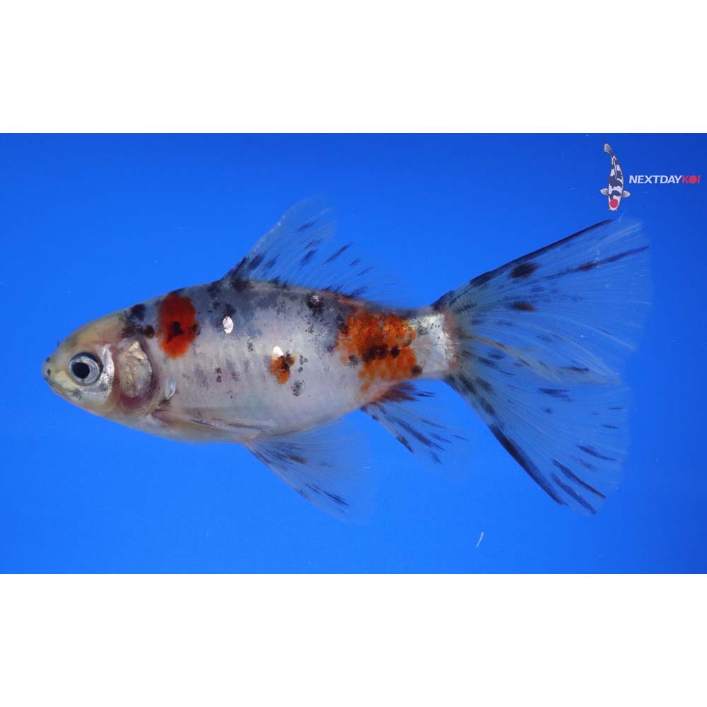 4.5” Imported Male Bristol Shubunkin