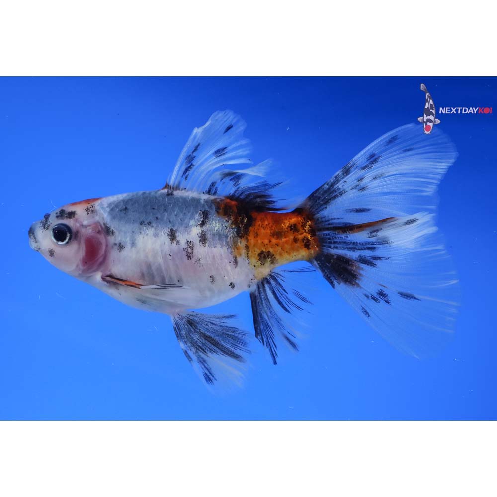 5” Imported Bristol Shubunkin