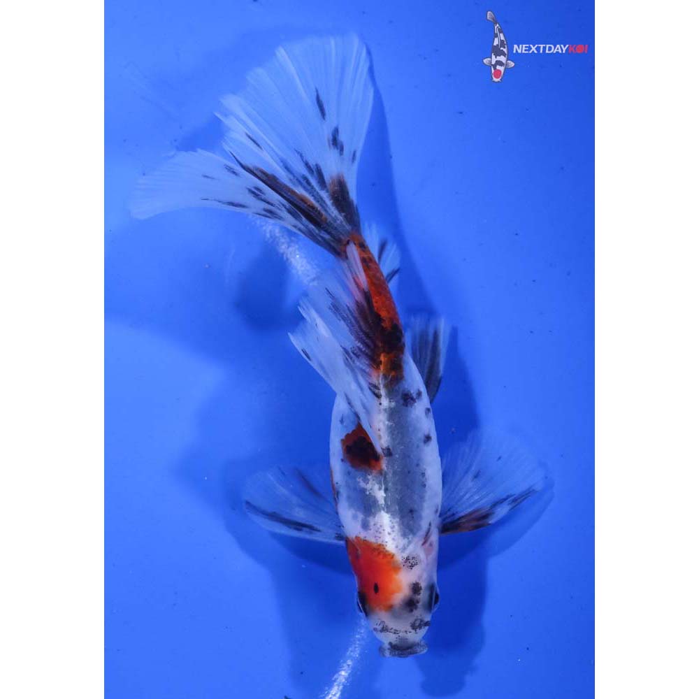 5” Imported Bristol Shubunkin